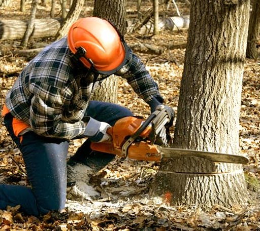 Tree Removal in Greenville, SC